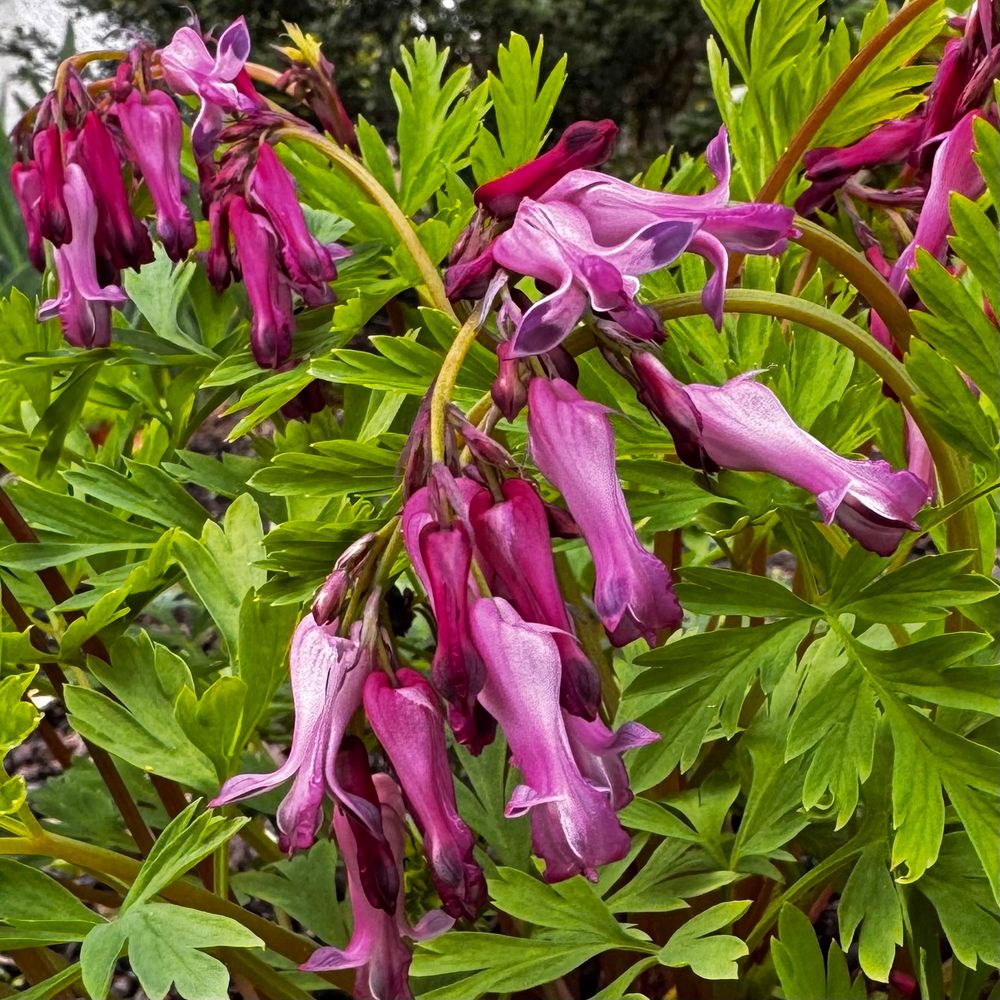 Wild bleeding heart: pink heart-shaped flowers