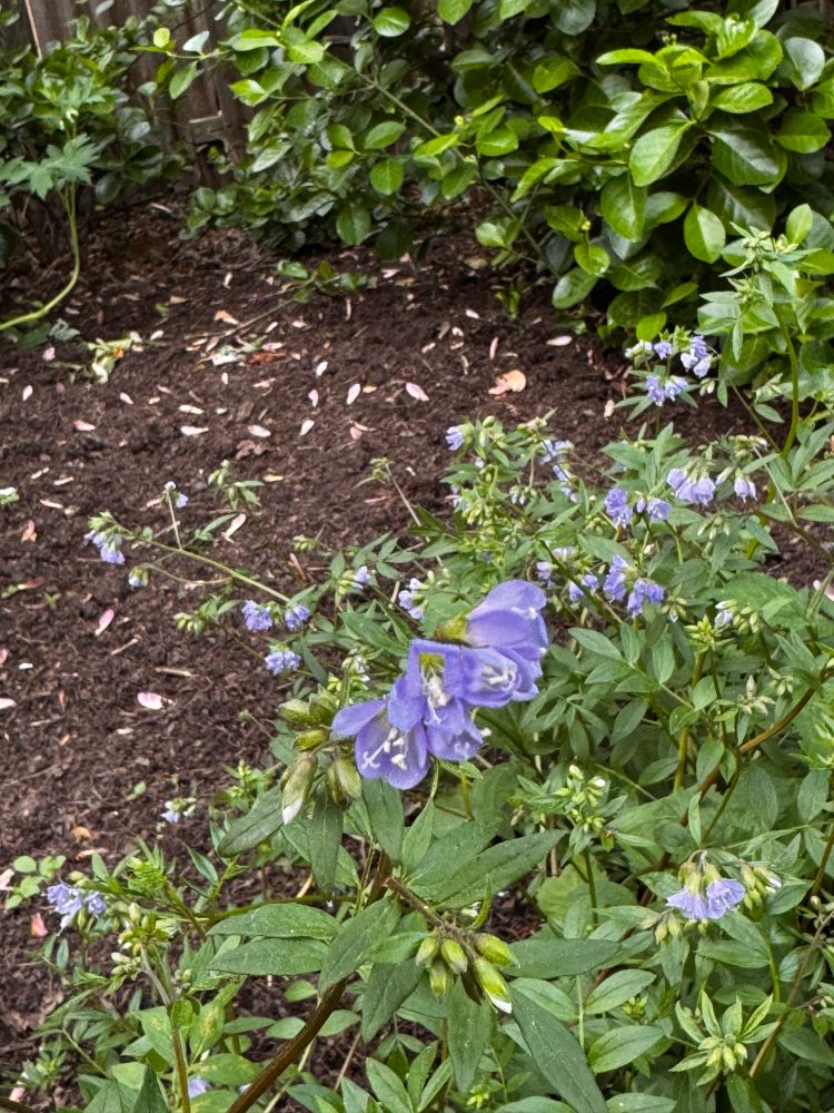 Delicate blue flowers on low leafy stems 