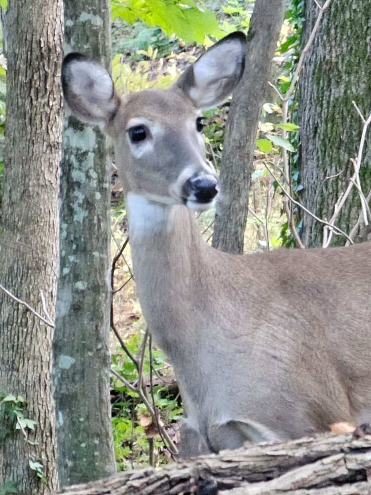 Deer in the Withywoods. 