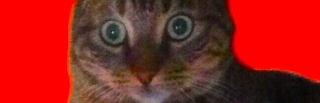 Kai the tabby cat looking shocked by the current score in the Brugge game