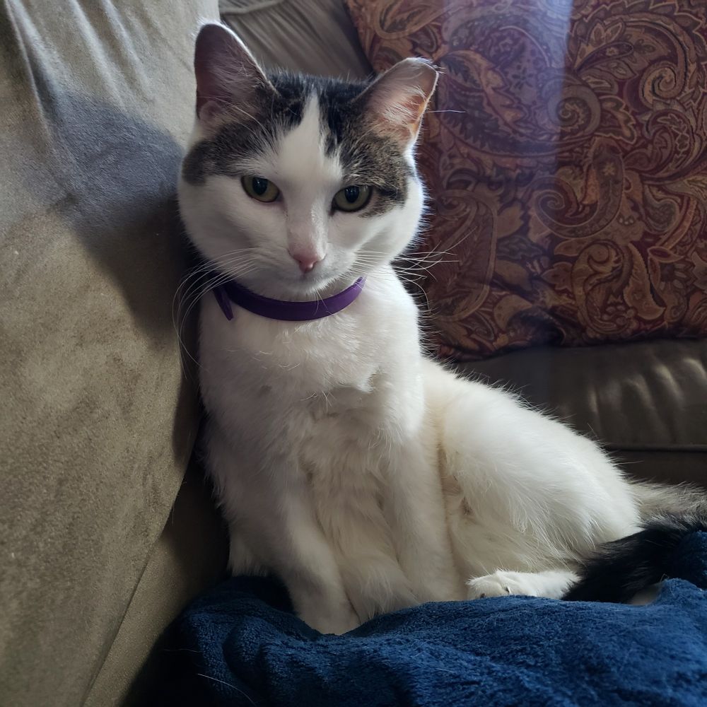 A white and brown tabby cat sits on a brown sofa facing the camera. A blue blanket is in the foreground and a paisley pillow is in the background.