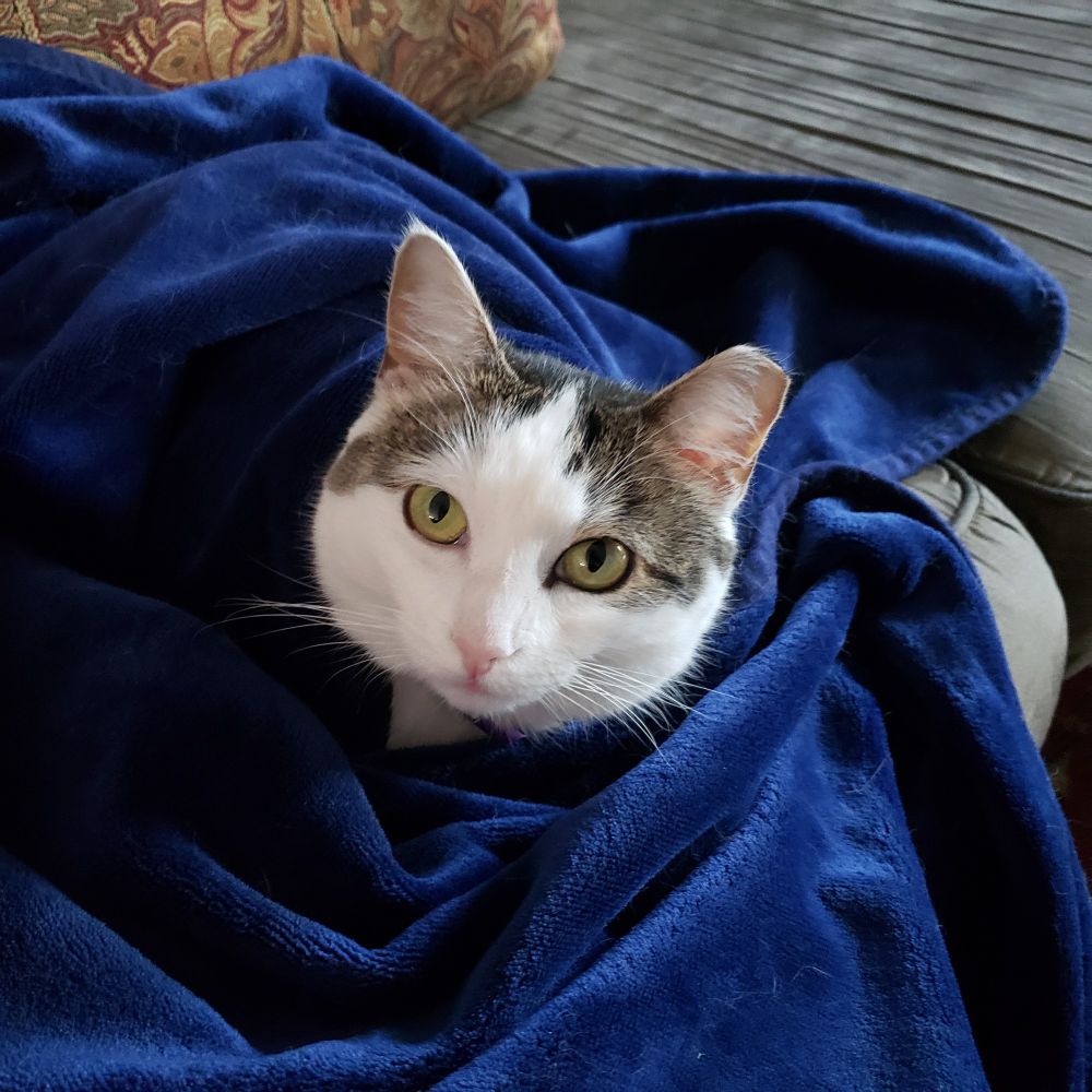 A white and brown tabby cat with yellow-green eyes and one ear tipped is wrapped in a blue blanket so that only the cat's head is showing