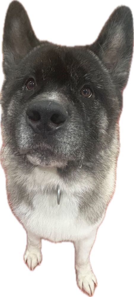 A stinky Akita dog (I love him) 