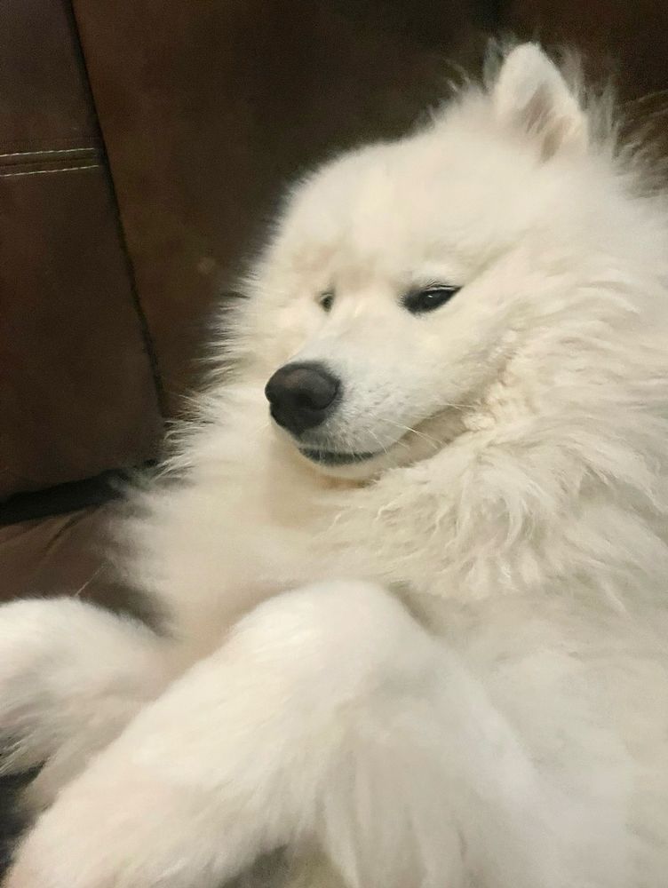 Taro looking silly after waking up