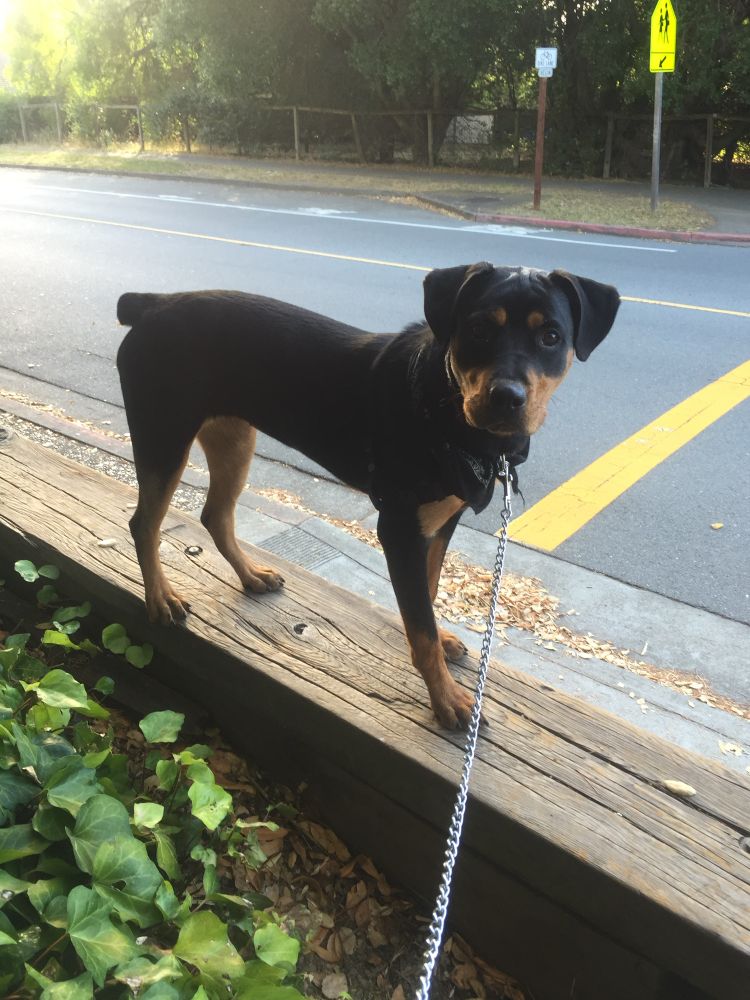 A 6 month old Rottweiler standing on a piece of wood 