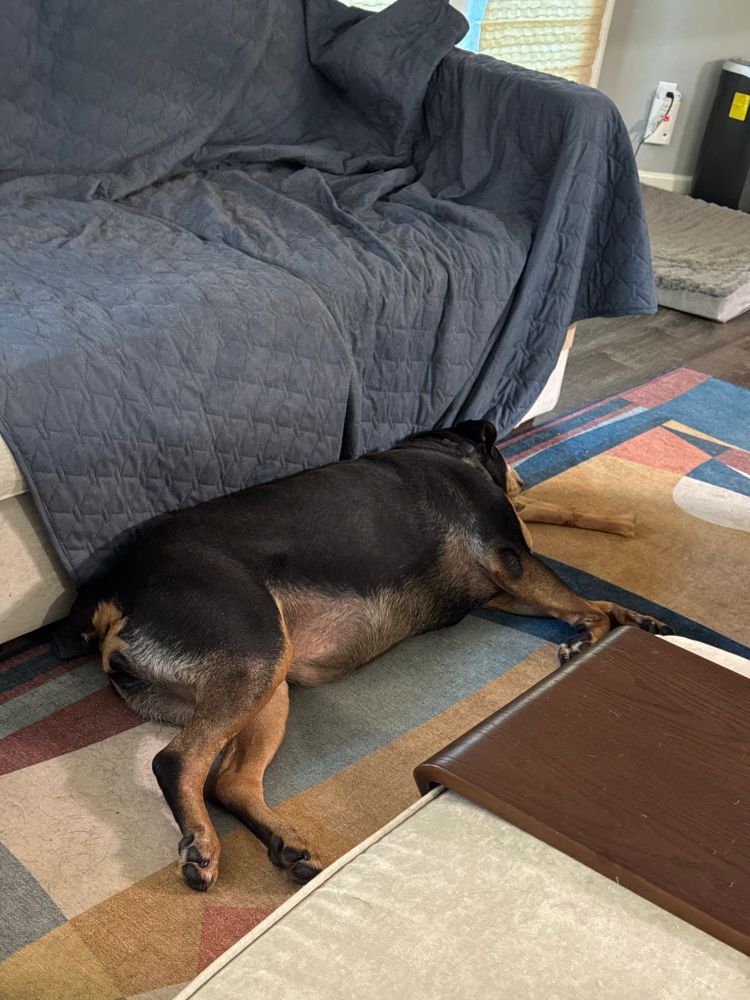 A beautiful Rottweiler lying on a colorful rug up against a couch 