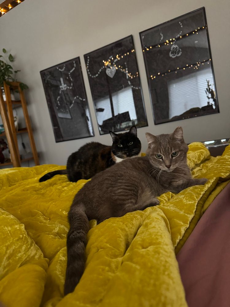 A tawny tabby cat and a calico cat lying upon a yellow velour bedspread 