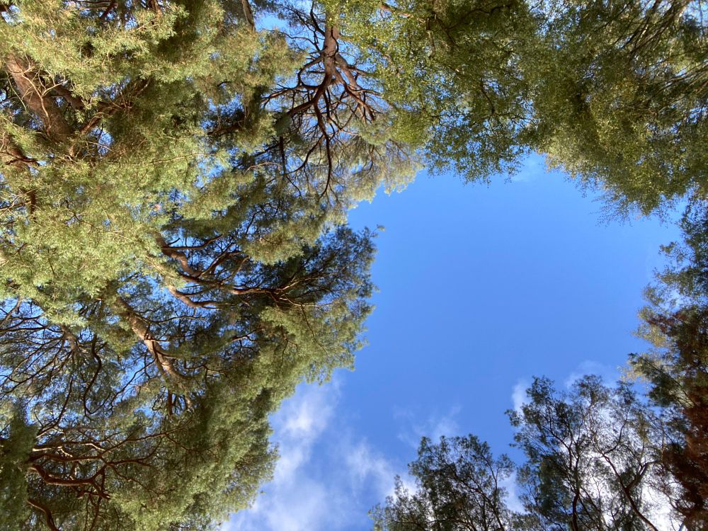 Blue sky surrounded by tree crowns.
