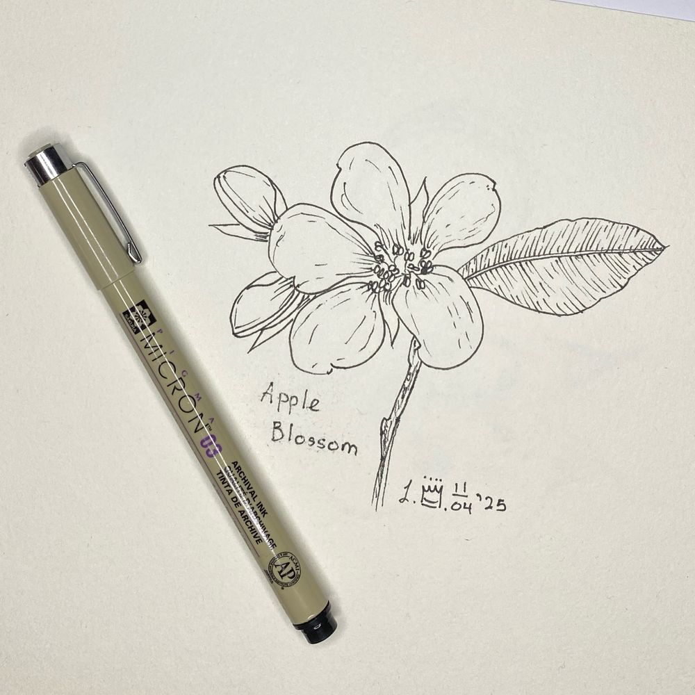 A black ink drawing of an Apple Blossom on cream coloured paper with a Sakura Micron pen on the paper beside the drawing.