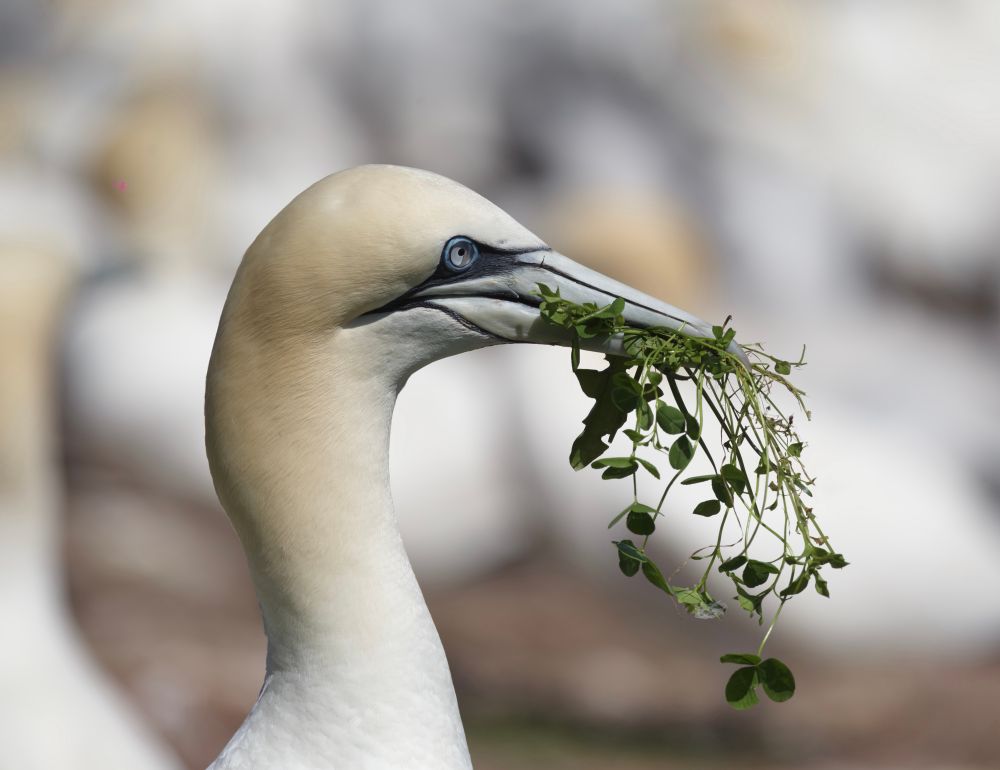 A head and neck shot of a Northern Gannet with clover hanging from his beak. A number of gannets are on the ground blurred in the background. All the gannets have white and orangey tan shaded coloured feathers. Their eyes are light grey with a light blue ring around it.