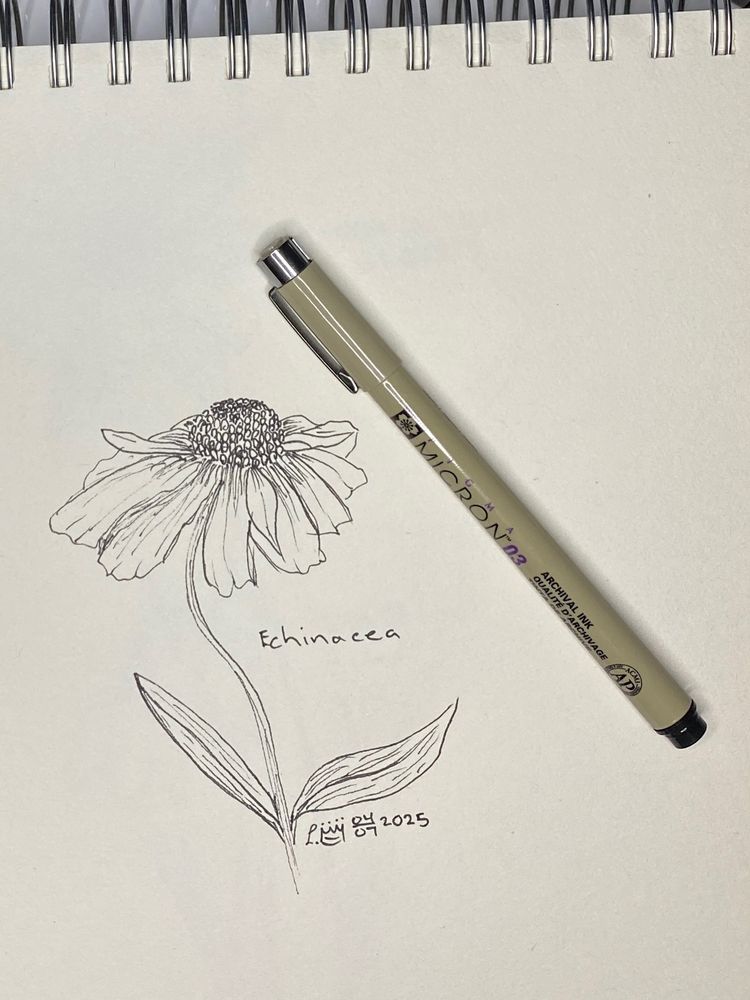A black Ink drawing of an Echinacea with a Sakura micron pen on cream coloured paper.