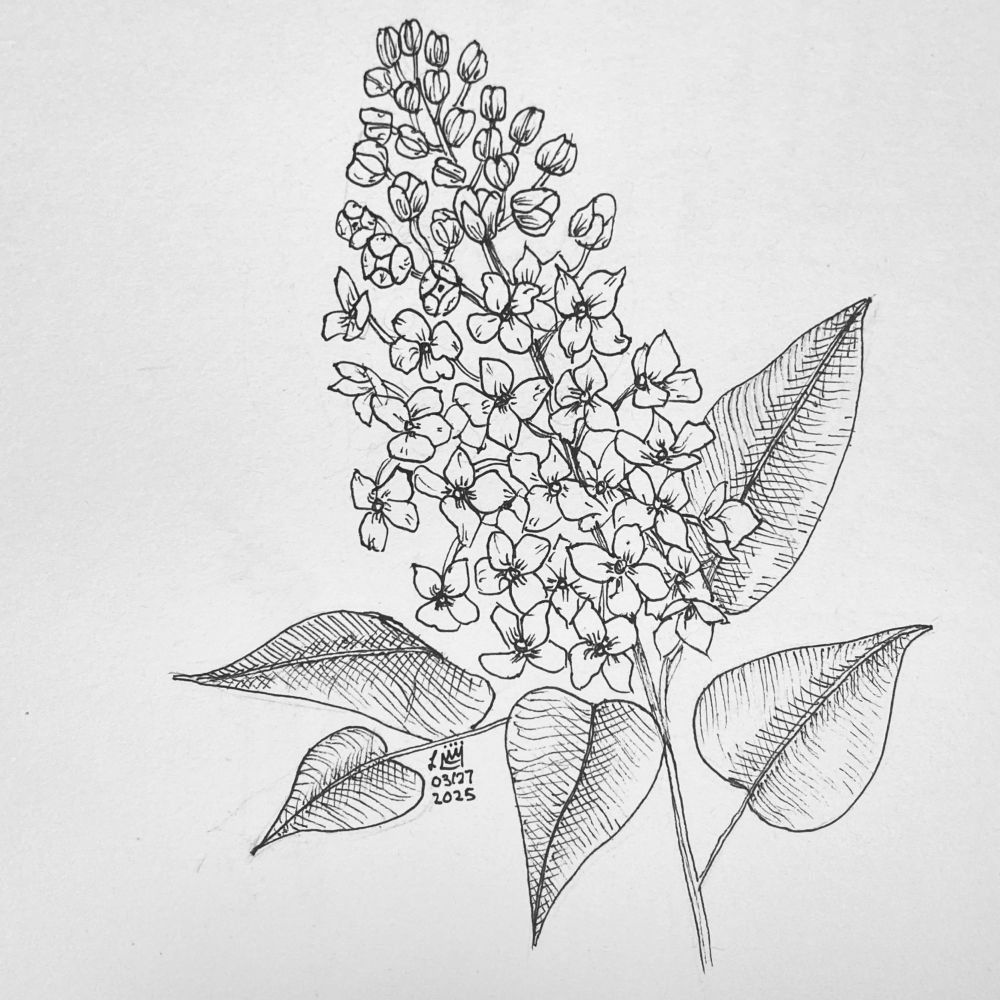 A black ink drawing of a lilac with five petals on white paper.