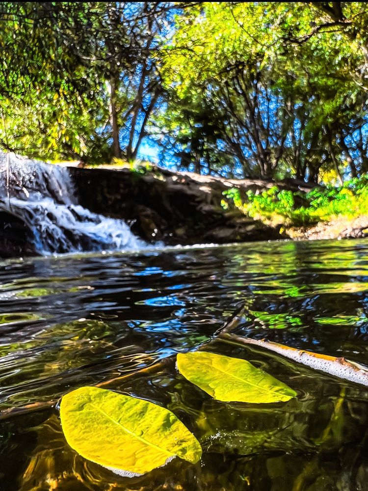 Two bright yellow autumn leaves float gently on the surface of a dark pool beneath a cascading waterfall. Behind them, fall foliage glows in shades of gold and green, with a glimpse of blue sky and soft clouds peeking through the canopy. The water reflects a mosaic of autumn colors — greens, blues, yellows — creating a serene and poetic scene. The leaves drift in quiet conversation with the season, as the waterfall provides a gentle backdrop.


fall leaves, autumn leaves, floating leaves, waterfall, waterfall pool, autumn reflection, fall reflection, nature reflection, fall foliage, autumn colors, golden leaves, yellow leaves, seasonal change, autumn vibes, fall vibes, blue sky, sky, clouds, trees, forest, nature, nature photography, landscape photography, outdoor photography, scenic view, Colorado nature, Colorado photography, creative shots, poetic photography, moody nature, wanderlust, peaceful scene, autumn beauty, explore Colorado, photo by Eric Meleney, Eric Meleney photography