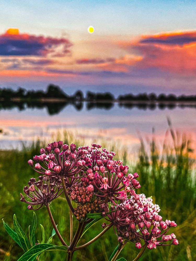 A single purple flower in sharp focus rises from lush green foliage, with a serene lake and a brilliant sunset under a full moon sky in the background. The sky glows in layers of violet, yellow, and lingering blue as day eases into night, the moon beaming softly above. The colors ripple across the water’s surface, creating a tranquil, lingering mood that invites you to pause and savor the moment.

health, wellness, mindfulness, moments, inspiration, well-being, healing, summertime, summer, vibes, quote, meme, nature, outdoors, sunset, sky, flowers, flower, photography, photo, Colorado, mountains, beauty, landscape, peaceful, serenity, reflection, full moon, moonlight, evening glow, stillness, calm, natural beauty, scenic, outdoors photography, tranquil, by Eric Meleney at Red Crane Health