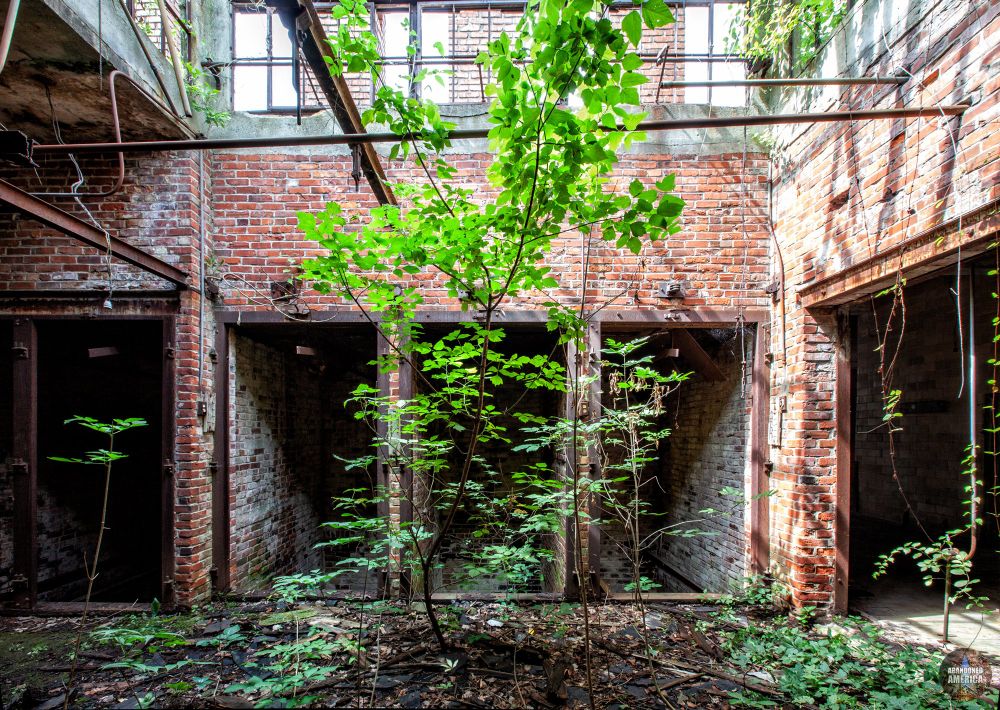 An overgrown brick room with a sapling growing in the center. Several doors are open in the wall behind it. 