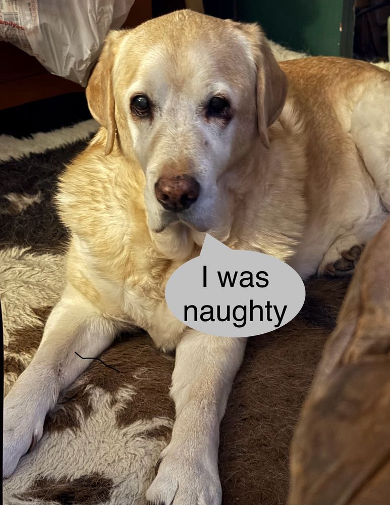 Yellow lab giving sad lab eyes with a speech bubble that says “I was naughty”