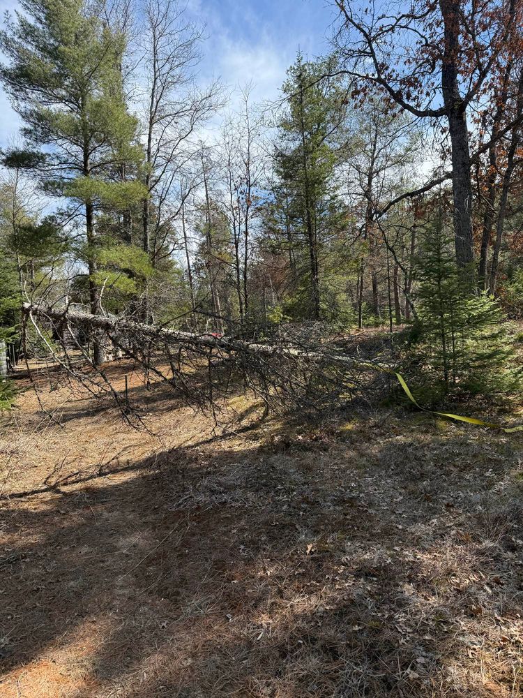 Tree pulled down safely with a strap