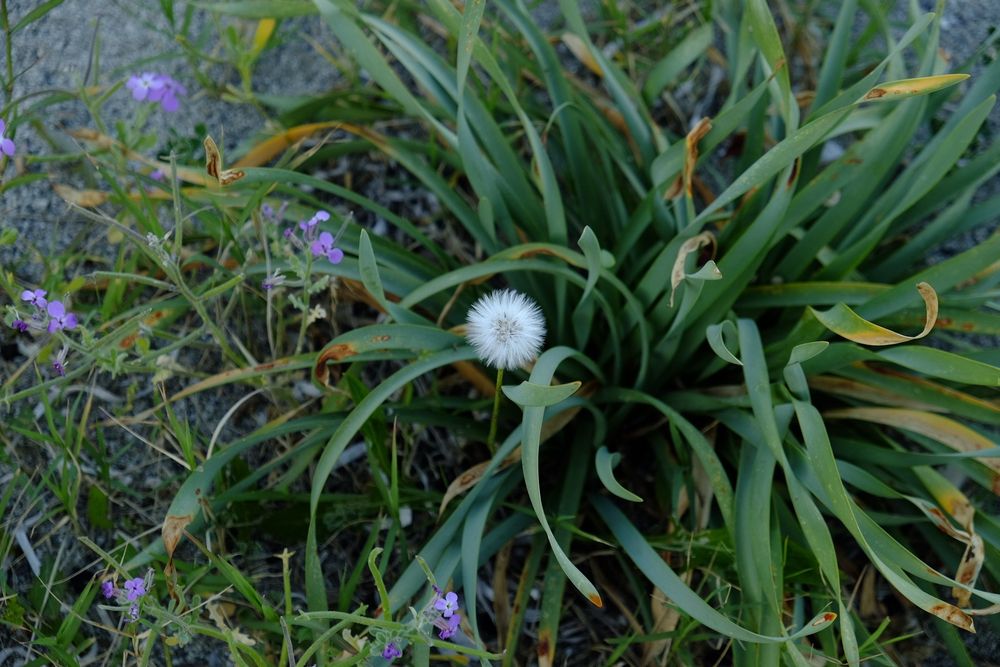 Un misto di piante sulla spiaggia viste dall'alto. Un dente di leone, una pianta dalle foglie lunghe e sottili ed una pianta dai fiorellini viola 