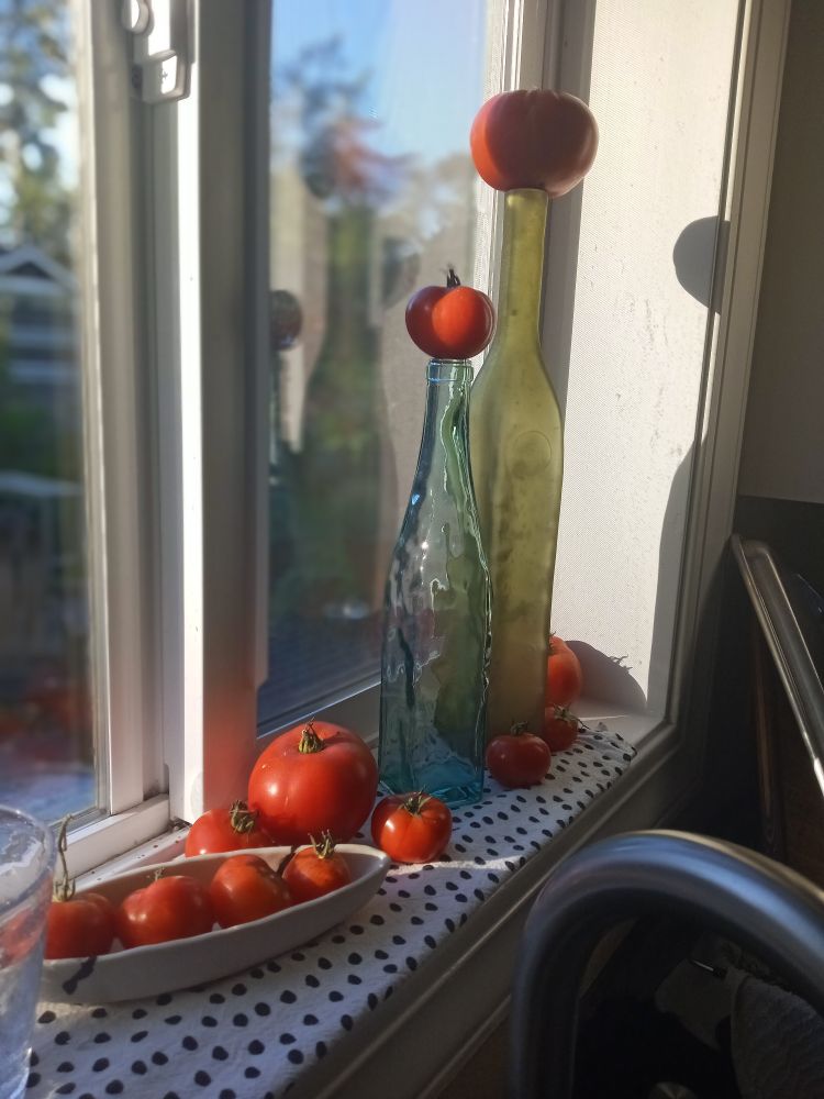 Tomatoes on bottles on a windowsill 