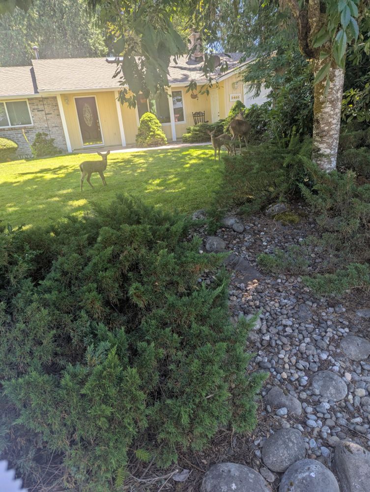 Basically same picture as last of the 3 deer, I can't tell which one looks better, also sun was brutal so little washed out.