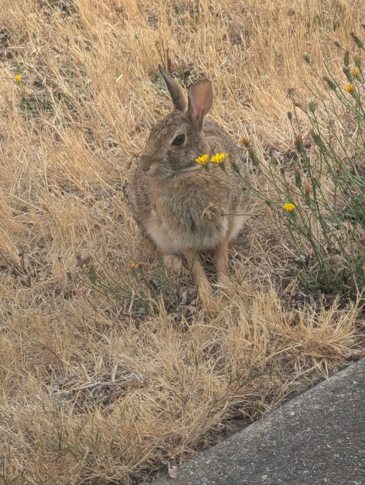 A very large bug creature posing next to a dandelion. My sources also say it could be a rabbit🐇