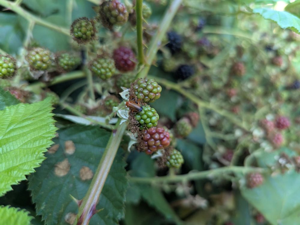 Red beetles going hard in public on top of a green blackberry. 