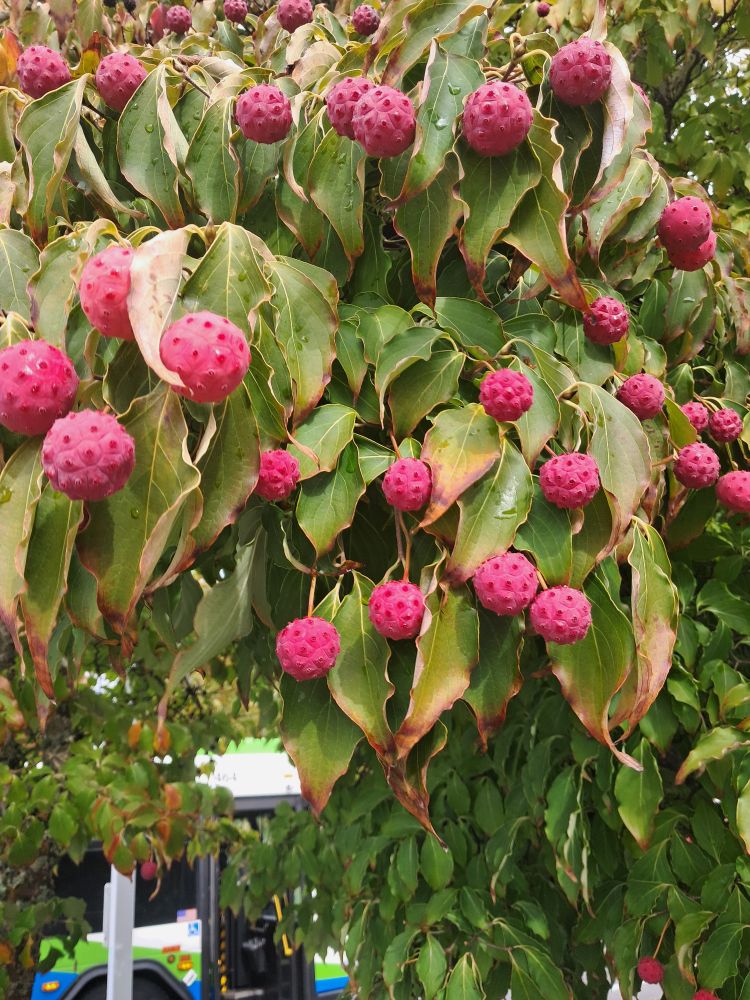 Tree plant with smooth long leaves and red pointy seed fruit things. Also a bus in the background.