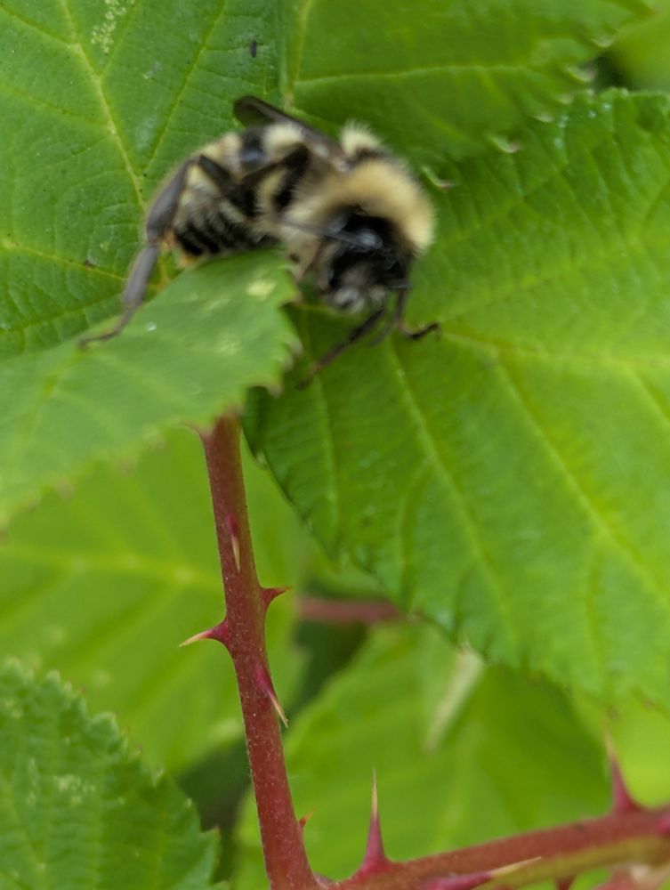Bee having a moment on a blackberry leaf.