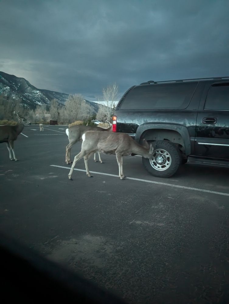Small here of deer eating a pickup truck as I woke up from not sleeping in the parking lot of the great sand dunes.