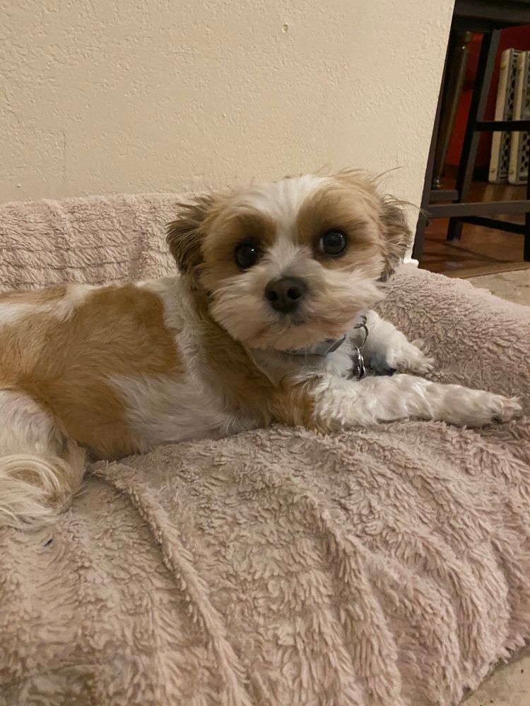 A small shih-tzu dog with white and brown fur, lying on a beige dog bed and looking into the camera