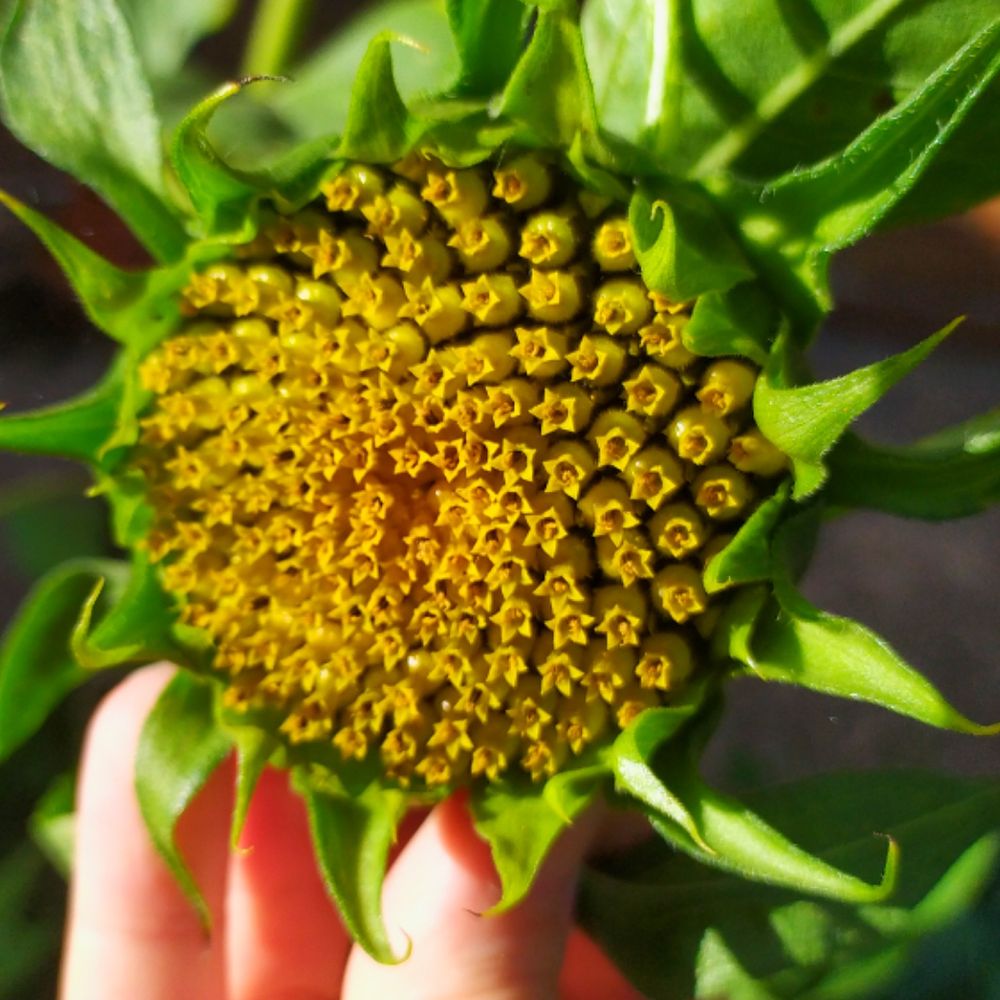 A sunflower opening up just before the petal's unfurl