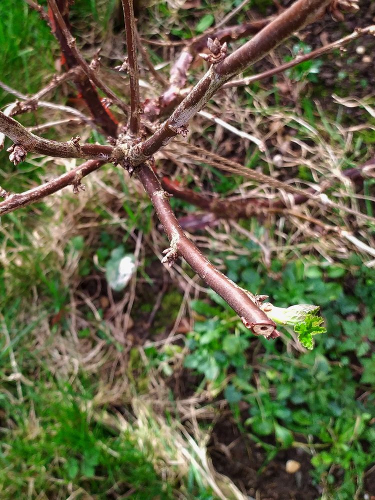 An emerging leaf bud on the end of a red currant stem