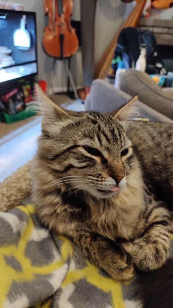 a photo of a fluffy gray-brown kitten, with narrowed eyes and his tongue slightly sticking out
