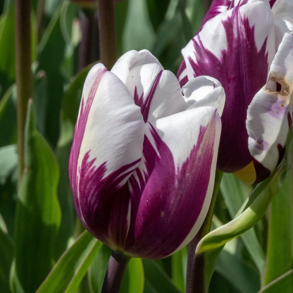 The primary subject is a tulip with a unique bicolor pattern. The petals are a striking mix of white and deep purple. The white portions are smooth, while the purple stripes have a textured, slightly jagged appearance. The petals are tightly arranged, forming a rounded bloom.