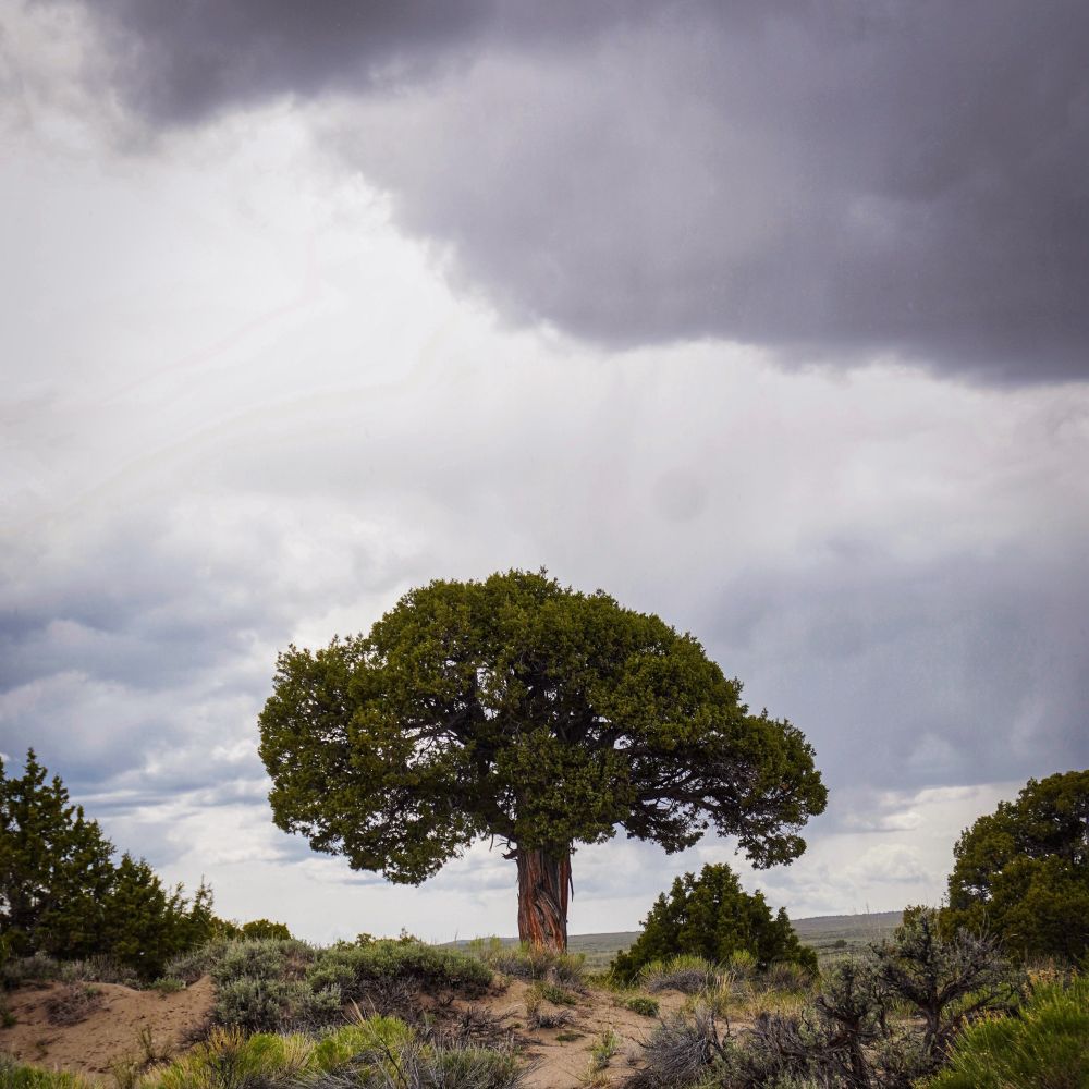 I met an old soul Utah Juniper last week while completing fieldwork. It’s a living pillar that has likely stood here (in SWWYO) for beyond a millennia. It has witnessed languages rise and fall, migrations beneath cold stars, and the hush of lives past. Displays a large Utah juniper in the sagebrush steppe landscape 