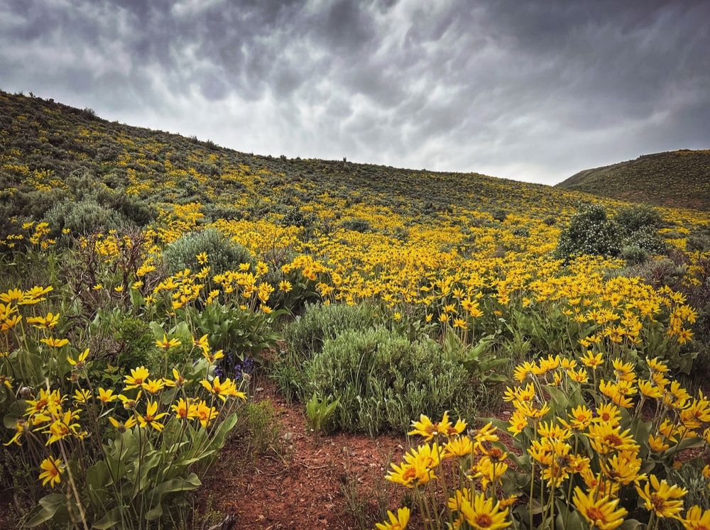 Arrowleaf Balsamroot (Balsamorhiza sagittata) in full bloom brings vitality to the Sagebrush steppe of the intermountain west.