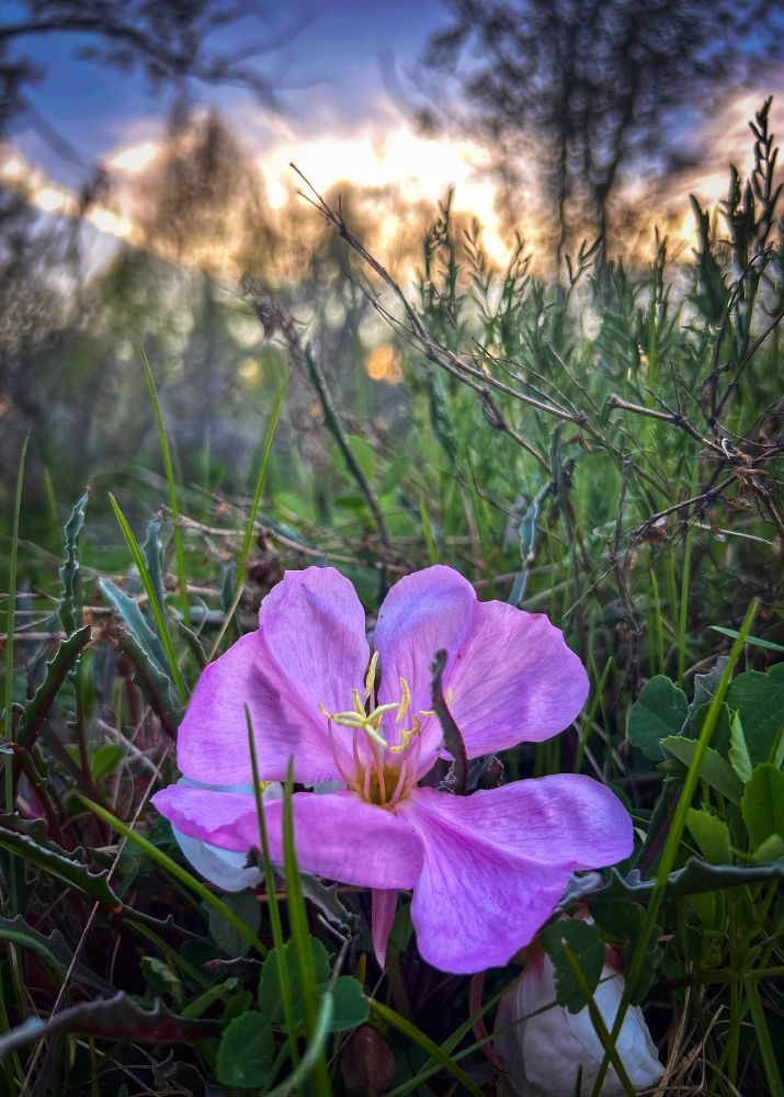 Tufted Evening Primrose (Oenothera caespitosa). Opens at dusk, pollinated by hawkmoths. Leaves + roots used historically by Indigenous groups for poultices, food, and ceremonial healing. Thrives in rocky, well-drained soils of sagebrush steppe and pinyon-juniper woodlands of SWWYO.
