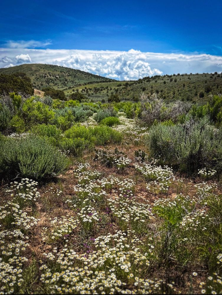Western Wyoming Intermountain Flora. In bloom. Spring Phenophase. Abundant needle-leaf fleabane (Erigeron nematophyllus), yellow rabbitbrush (Chrysothamnus viscidiflorus), and Wyoming big sagebrush (Artemisia tridentata wyomingensis).