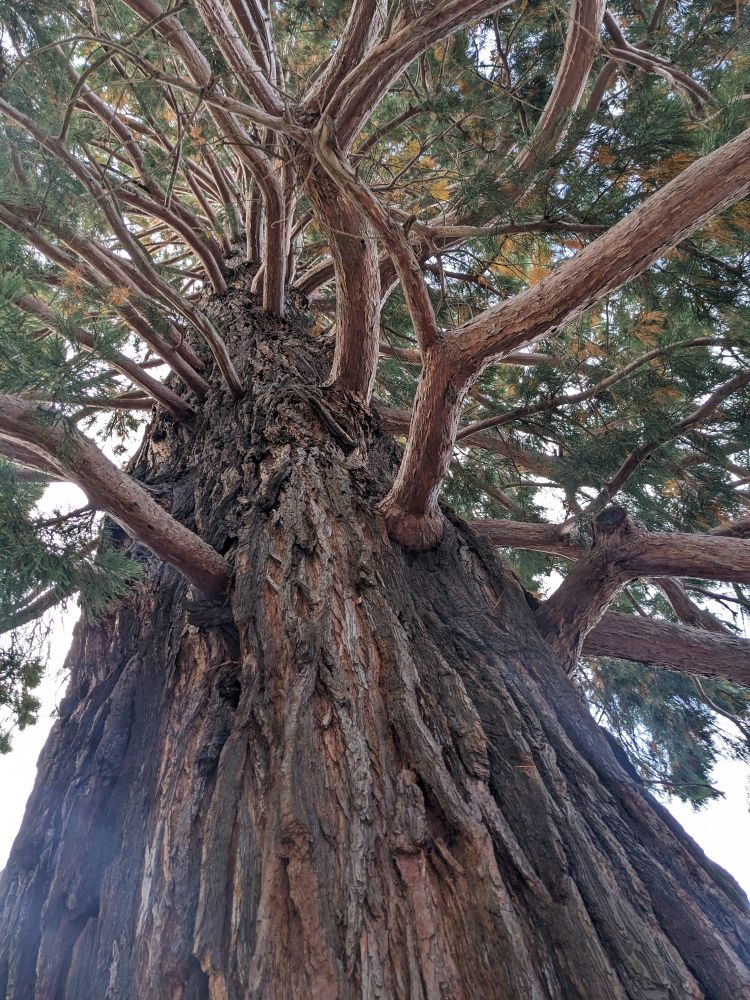 Looking vertically up the trunk of a tree with branches looking like deer antlers extending up as far as one can see.