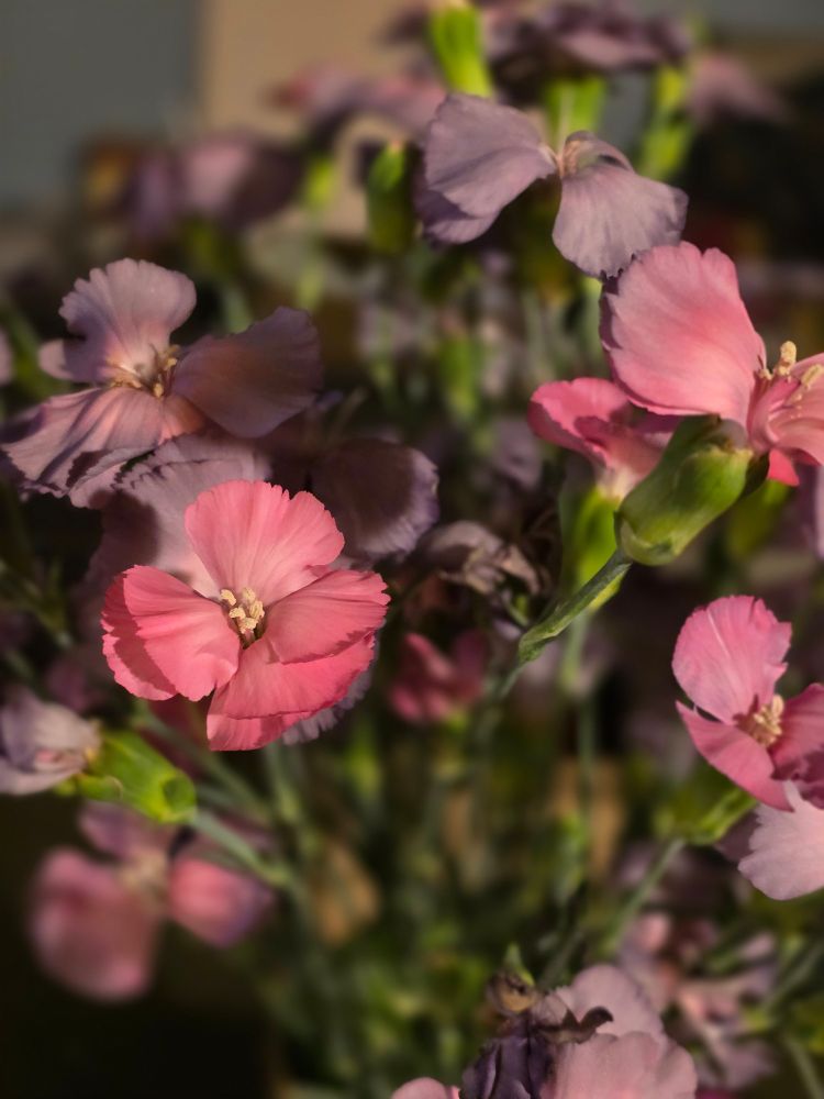 A photograph of the described flowers 