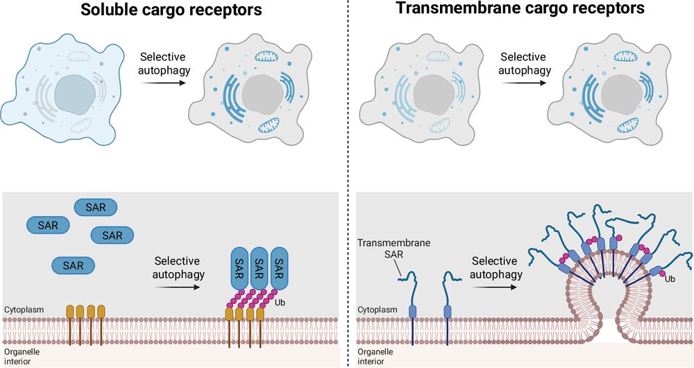 Left, soluble SARs such as SQSTM1/p62, NDP52, OPTN, TAX1BP1, and NBR1 are cytosolic proteins that are recruited to cargo on demand. Their recruitment is commonly driven by ubiquitin (Ub) marks on damaged or misfolded cargo, enabling rapid and flexible targeting of diverse substrates. Upon recruitment, these SARs concentrate autophagy initiation factors at the cargo site to initiate autophagosome biogenesis. Right, transmembrane SARs such as NIX, BNIP3, FAM134B, and CCPG1 are stably integrated within organelle membranes. To prevent unwanted autophagy activation, these SARs require additional layers of control. Selective autophagy can be triggered by transcriptional upregulation (e.g., hypoxia-driven induction of NIX/BNIP3), post-translational modifications such as ubiquitination, or SAR clustering. ER-phagy SARs further promote local membrane bending and scission to excise a portion of the organelle for autophagic removal. While some SARs are transcriptionally induced, others—such as FAM134B—are constitutively present and rely primarily on clustering and post-translational regulation, providing SAR-specific modes of control over autophagosome formation.