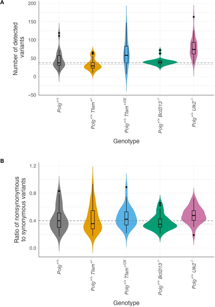 Altered bottleneck and mitochondrial turnover affect mtDNA mutation load and selection efficiency.
(A) Mutational burden was quantified as the total number of mtDNA variants detected per animal. (B) For each animal, the mtDNA N/S ratio was calculated by dividing the number of nonsynonymous variants, normalized to the number of possible nonsynonymous variants in the mitochondrial genome, by the number of synonymous variants, normalized to the number of possible synonymous sites. For (A) and (B): dashed line, median value of the Polg+/+ control group; dotted line, modal value of the Polg+/+ control group; gray, Polg+/+ control group; orange, Polg+/+ Tfam+/− group; blue, Polg+/+ Tfam+/OE group; green, Polg+/+ Bcl2l13−/− group; and pink, Polg+/+ Ulk2−/− group.