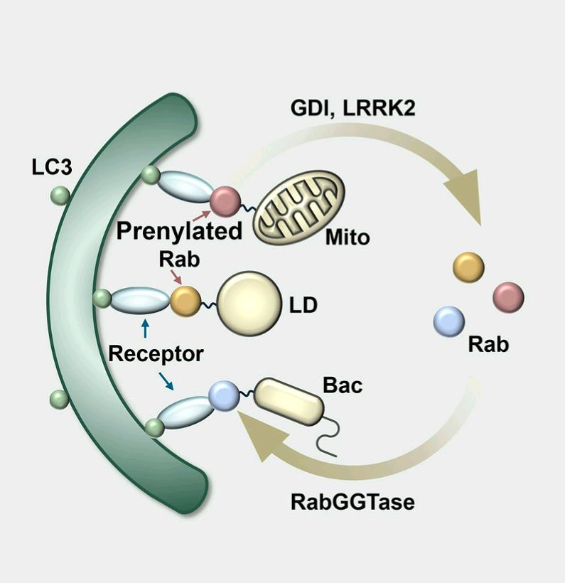 Schematic representation of Rab GTPases acting as “eat me” signals for selective autophagy.