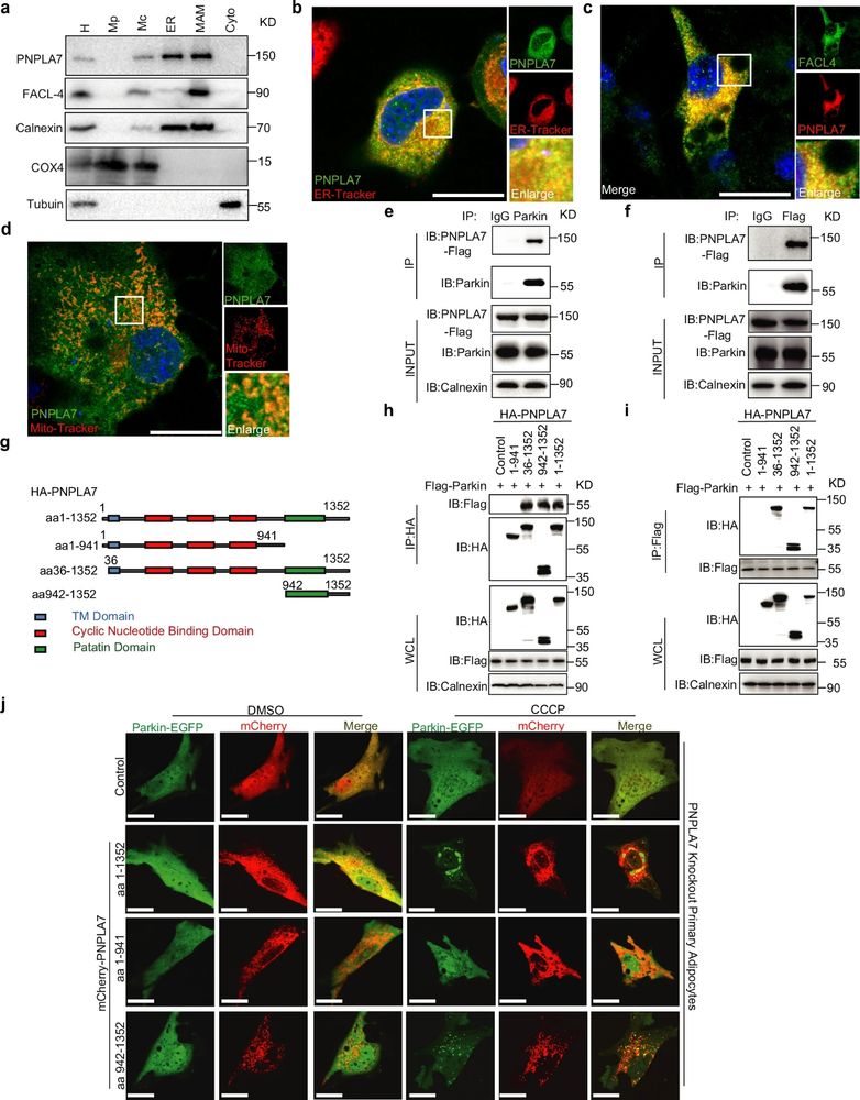 PNPLA7 is a MAM protein and interacts with Parkin to facilitate mitochondrial translocation of Parkin.