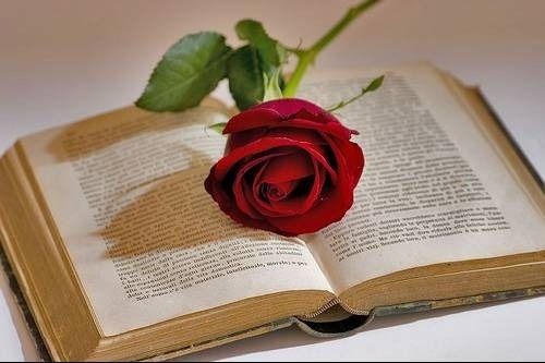 Red rose with green leaves on an open book