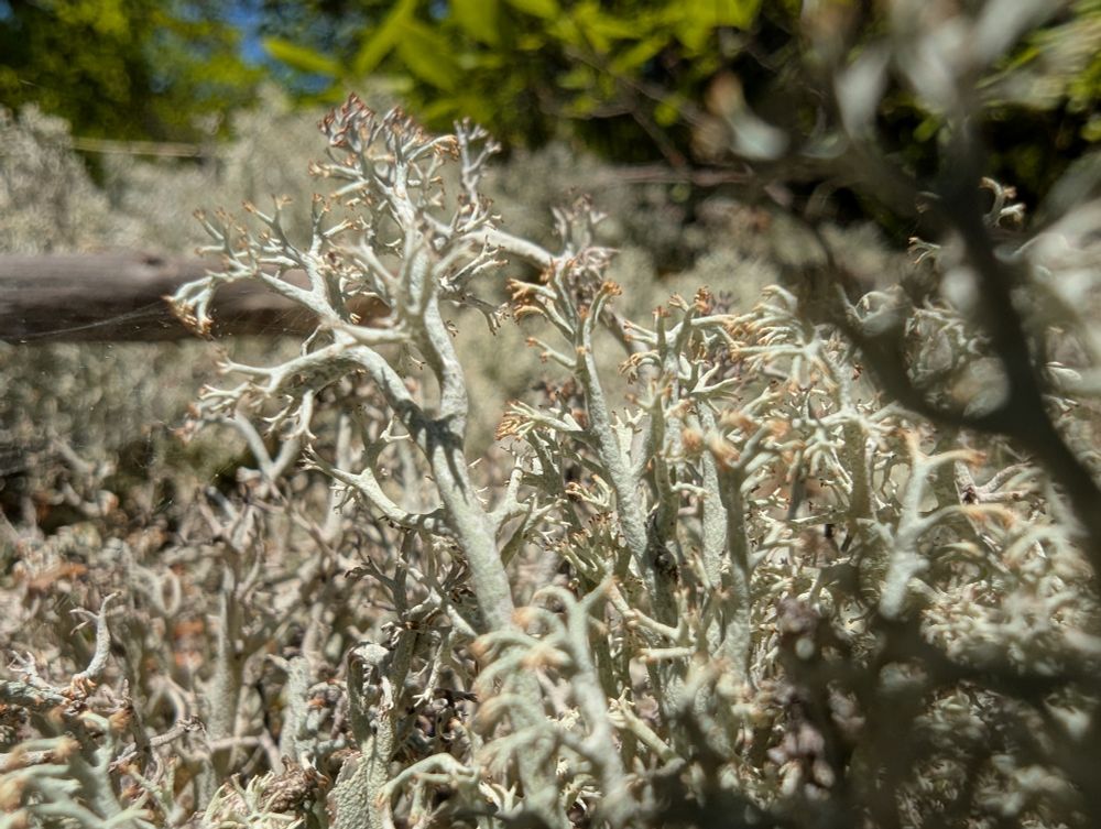 Macro shot of reindeer moss