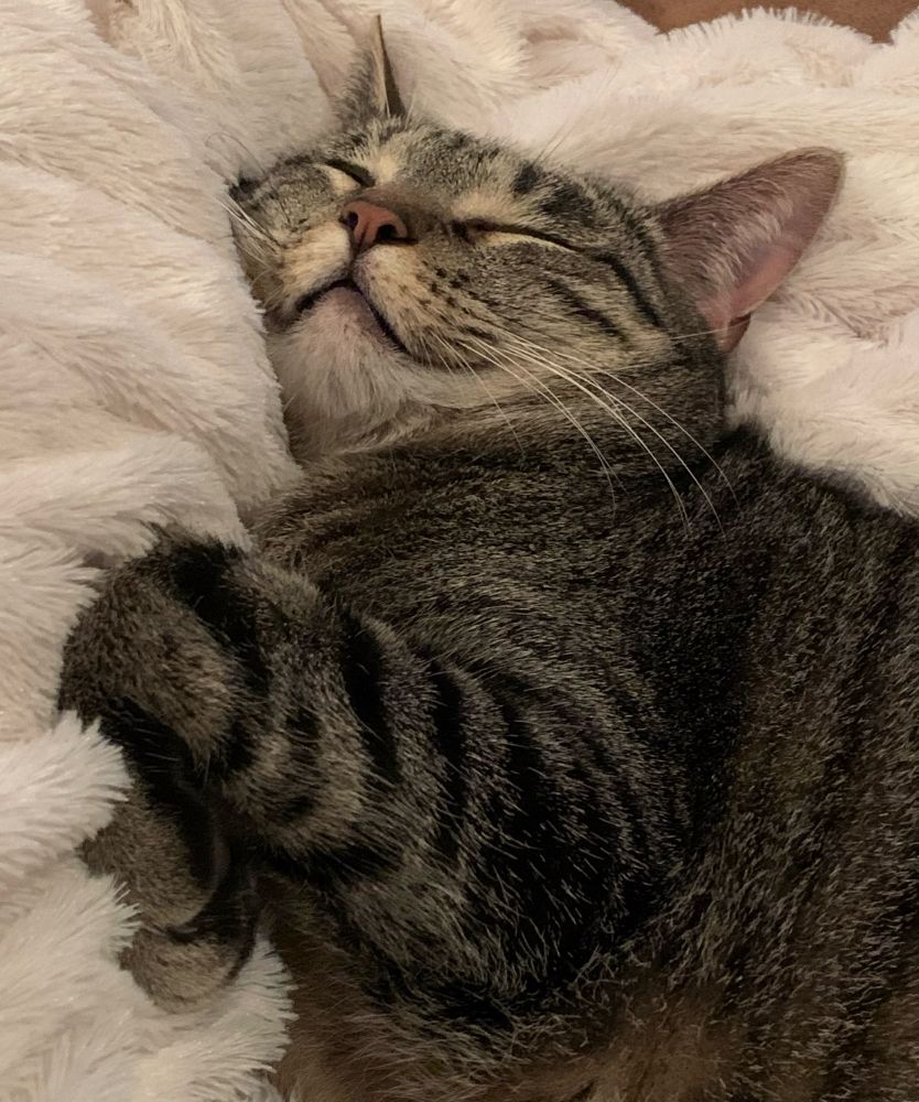 a picture of my chonky tabby cat finn sleeping on a white blanket with a smile on his face and not a care in the world 