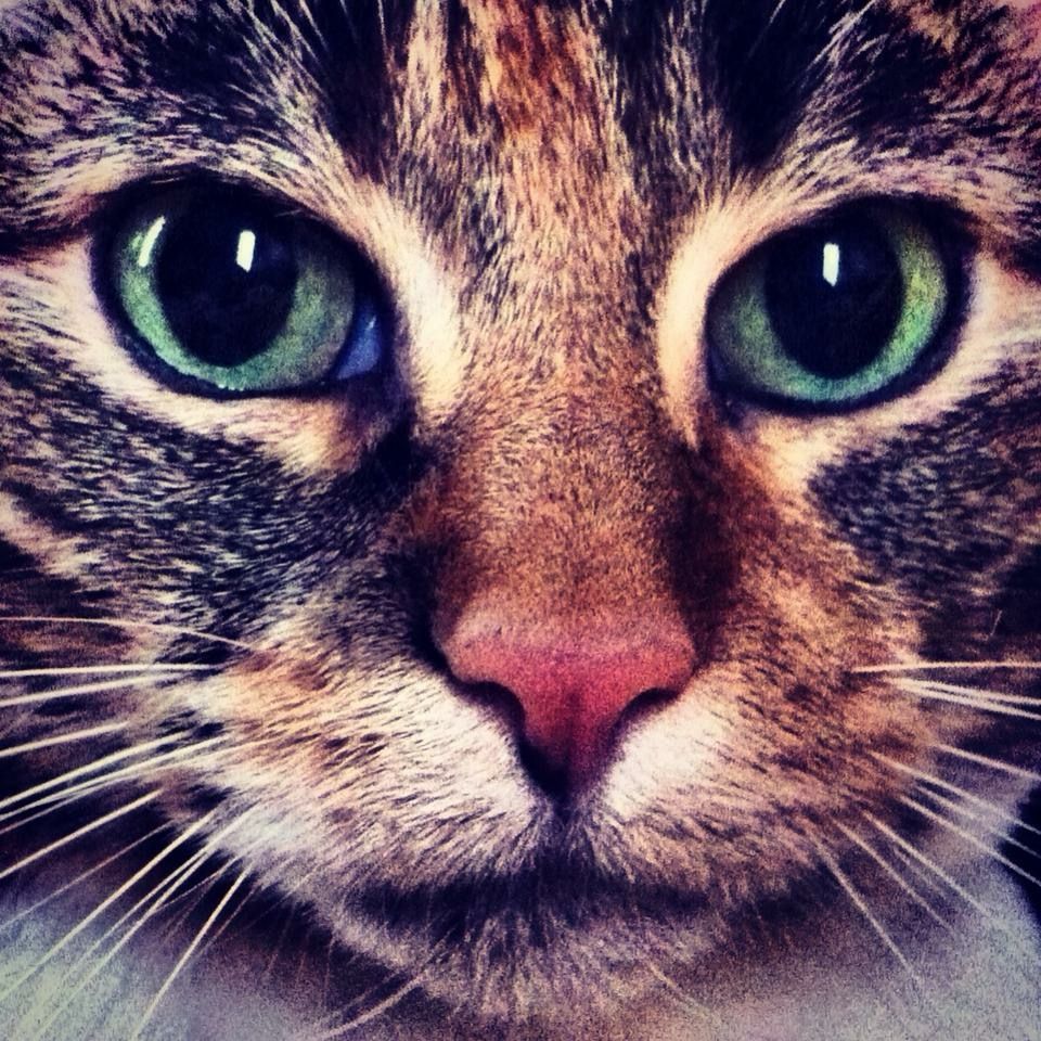 an up close picture of my cat summer who passed almost 10 years ago.  she had lovely calico markings and beautiful green/blue eyes. 