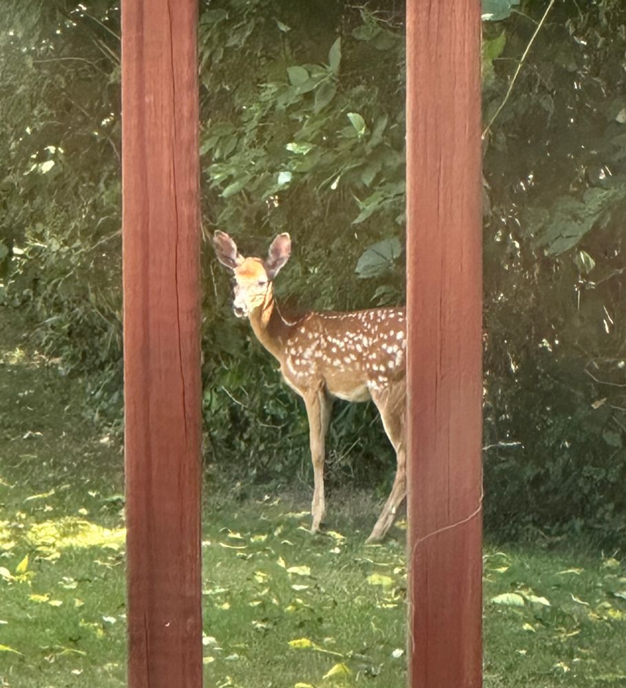 a little baby deer with the cutest white spots in my yard.  my deck is in front of the deer as i was trying not to scare it when i took the photo