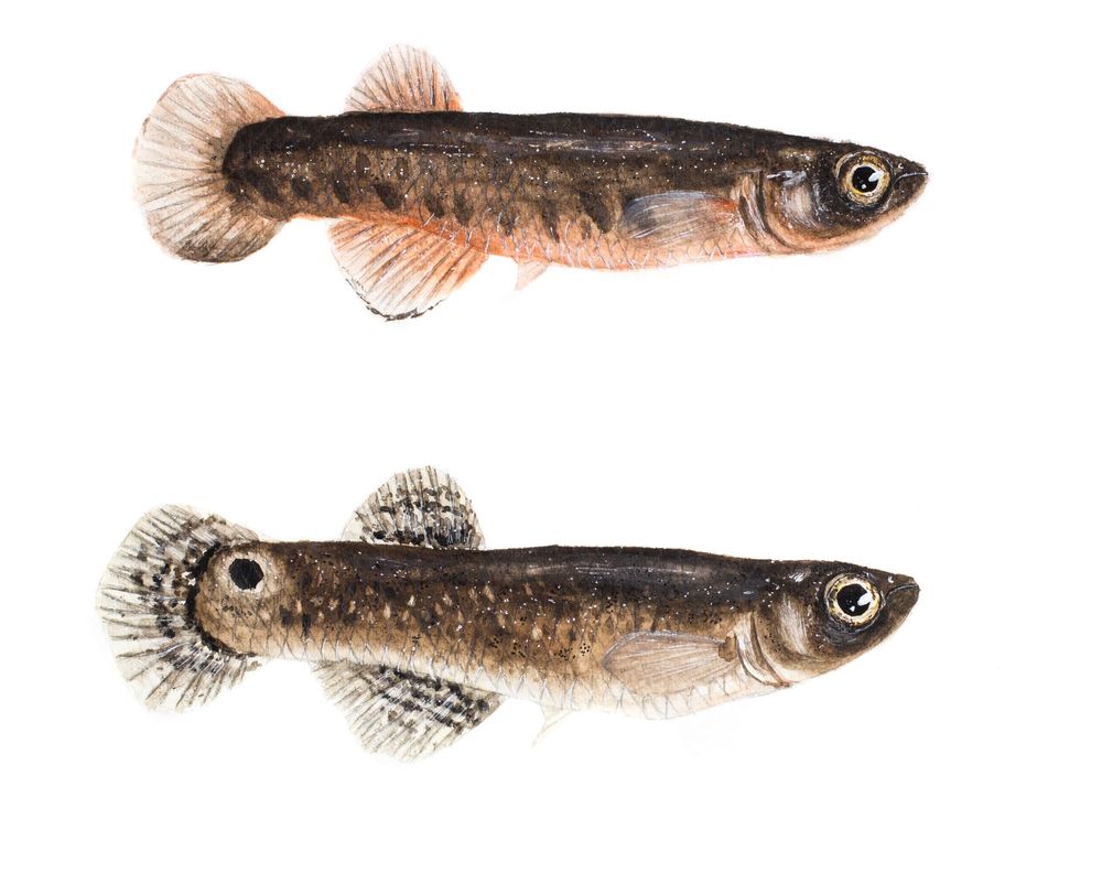 Watercolor illustration of mangrove rivulus fish 